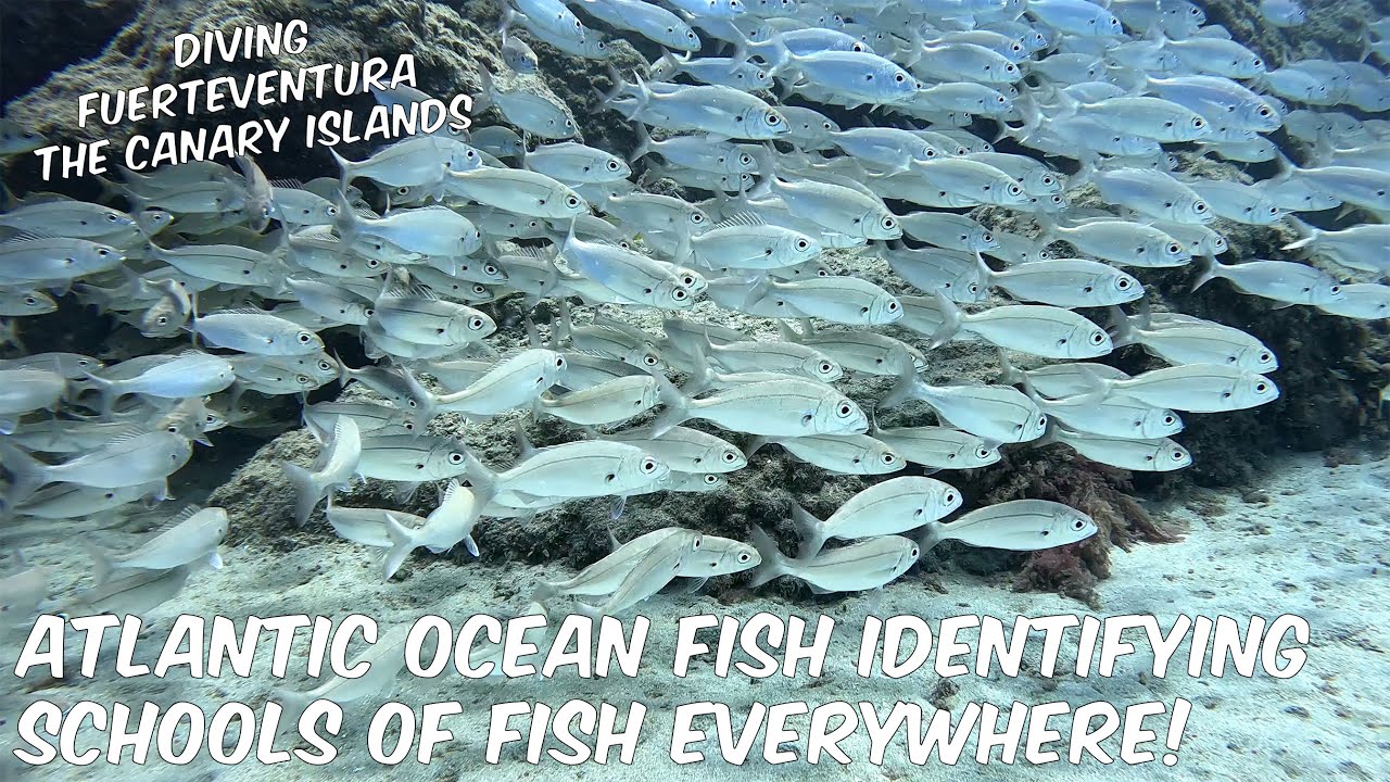 ATLANTIC OCEAN DIVING - Schools of Fish Everywhere & Identifying Them!