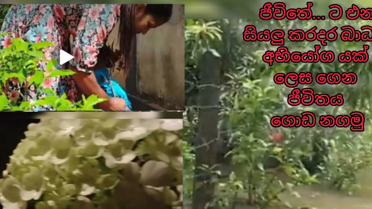  ජීවිතේ.. සියලු කරදර බාධක අභියෝගයක් කර ගමු❤️❤️❤️. 