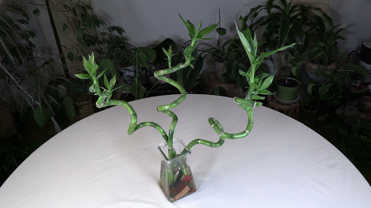 Lucky Bamboo (Dracaena sanderiana) Care: What to Know