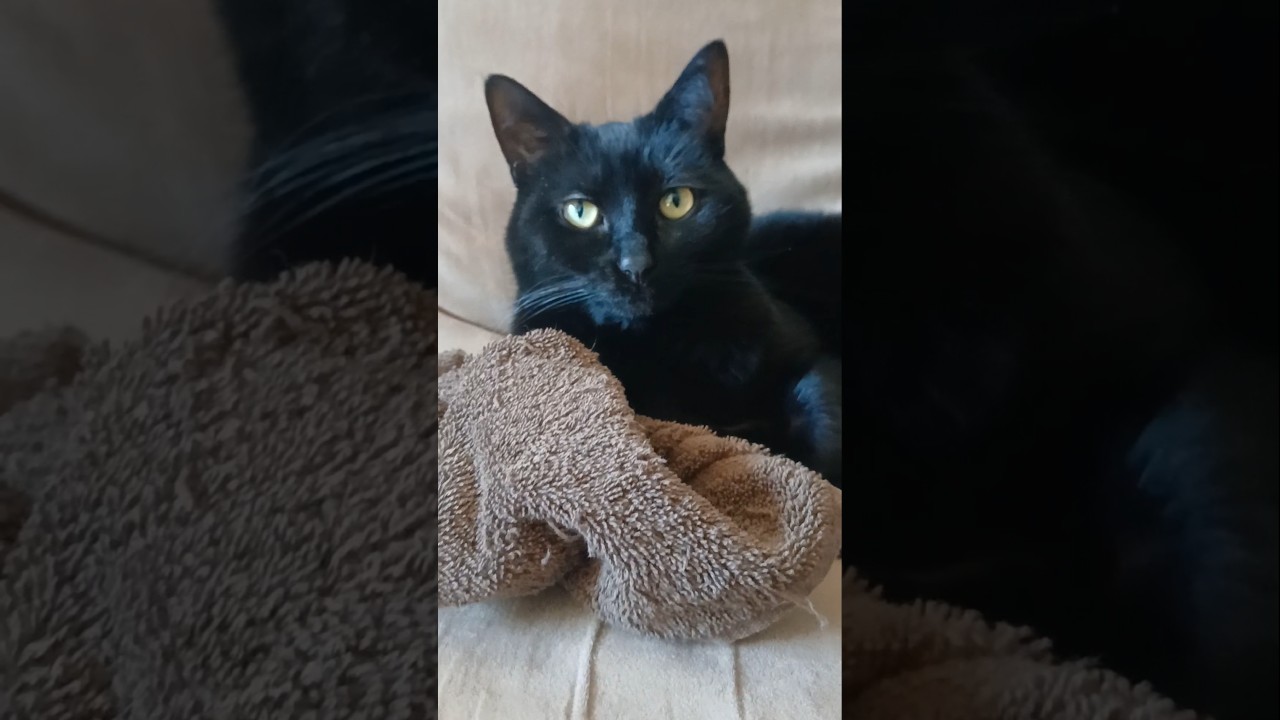 Cat Mocks Trump | Impression 