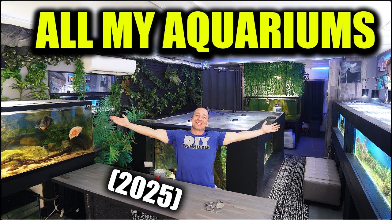 ALL MY FISH TANKS! FULL AQUARIUM GALLERY TOUR   THE KING OF DIY