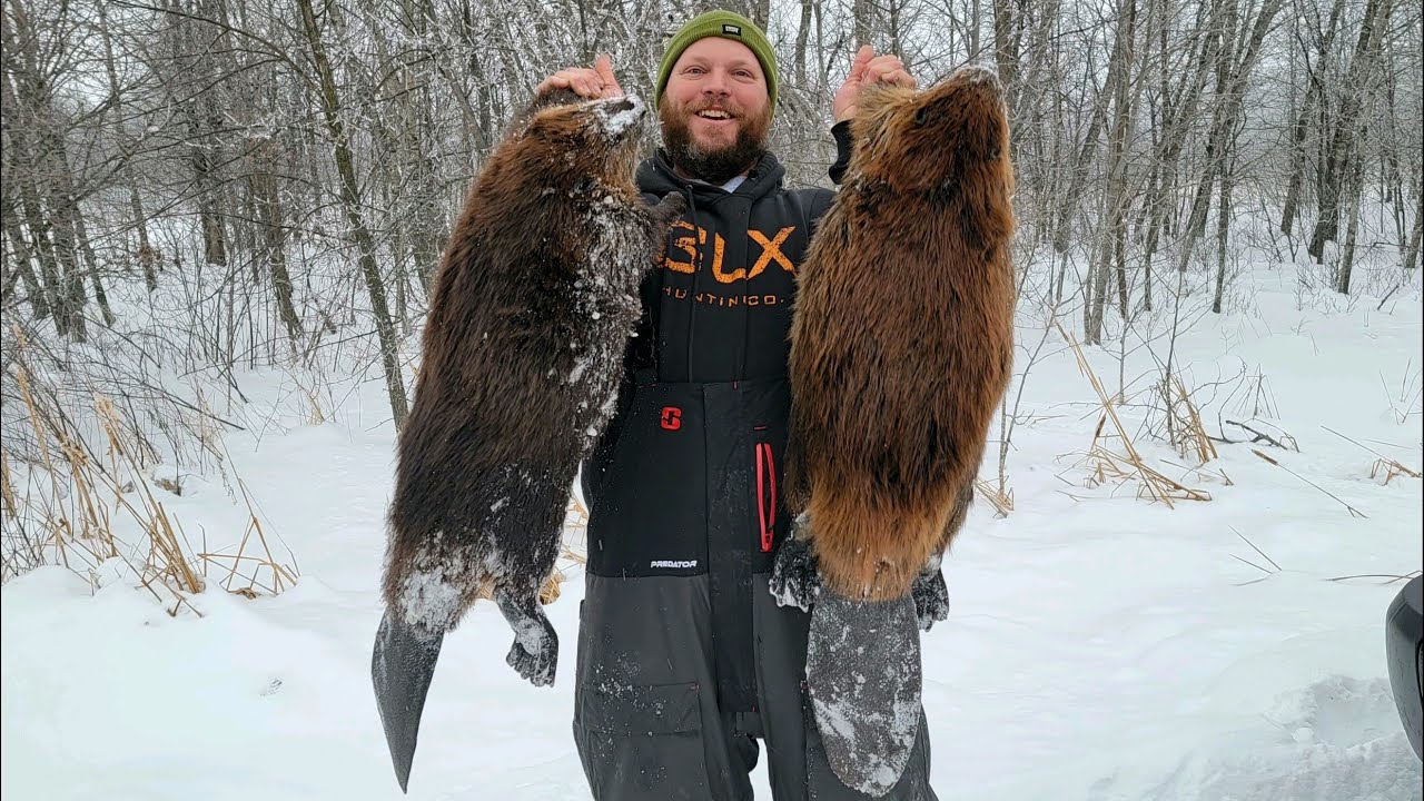 Trapping in Minnesota with 330 maniac check 1