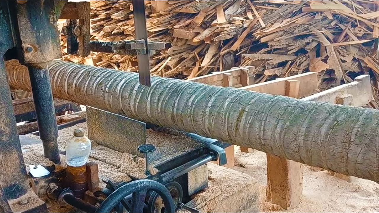 Double Sawing of Coconut Trees – The Ultimate Woodcutting Challenge!