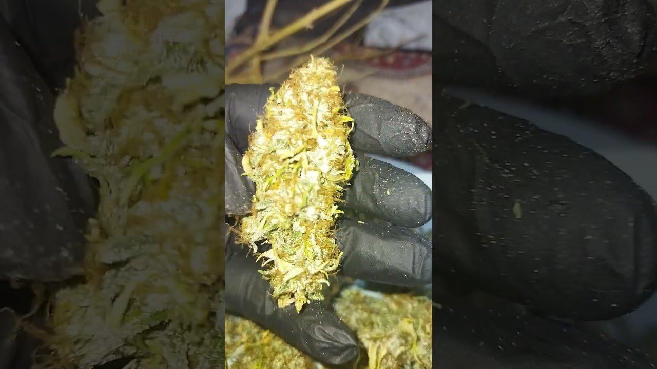 Gorilla Zkittlez - Barney's Farm (Harvest Result)