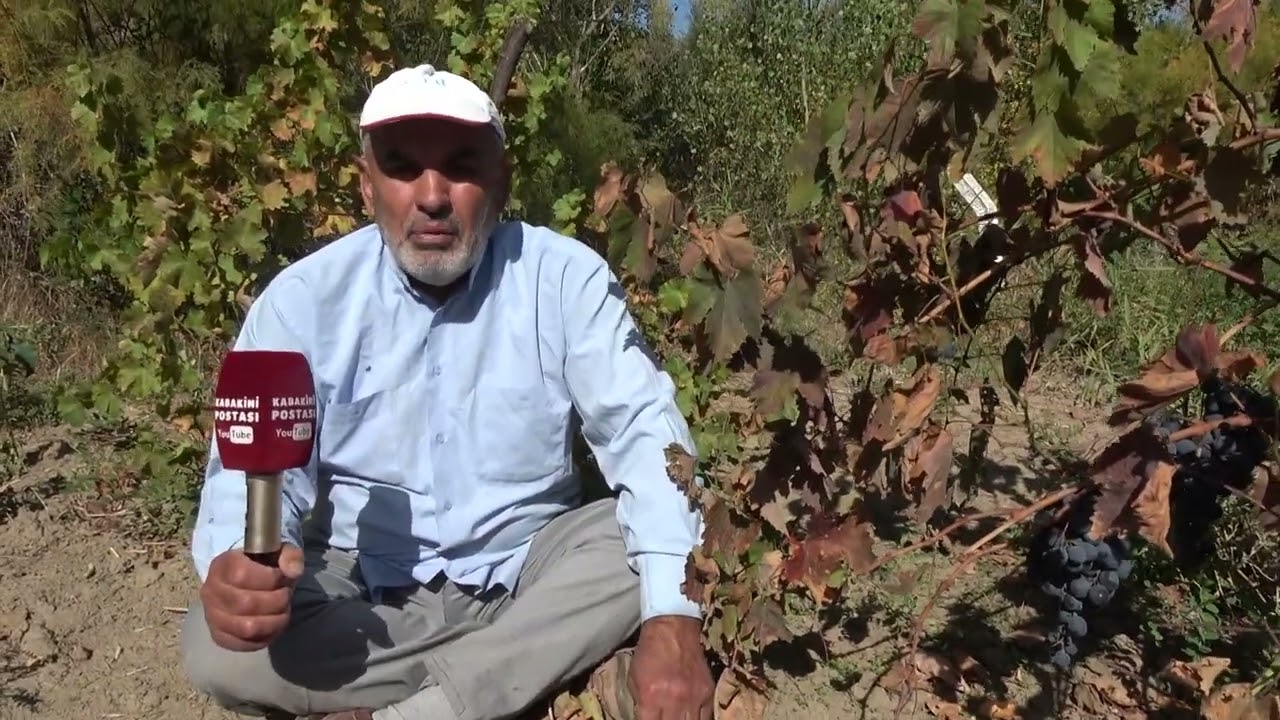 Emekli oldu, üzüm bağına merak sardı! Devlet desteği ile başladığı işte taleplere yetişemiyor