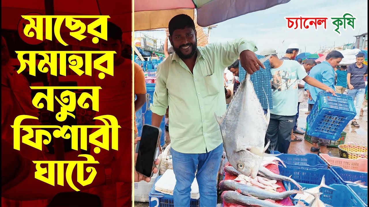 মাছের সমাহার নতুন ফিশারী ঘাটে | New Fishery Ghat | Fish | Chattogram | Krishi Vlog | Channel Krishi