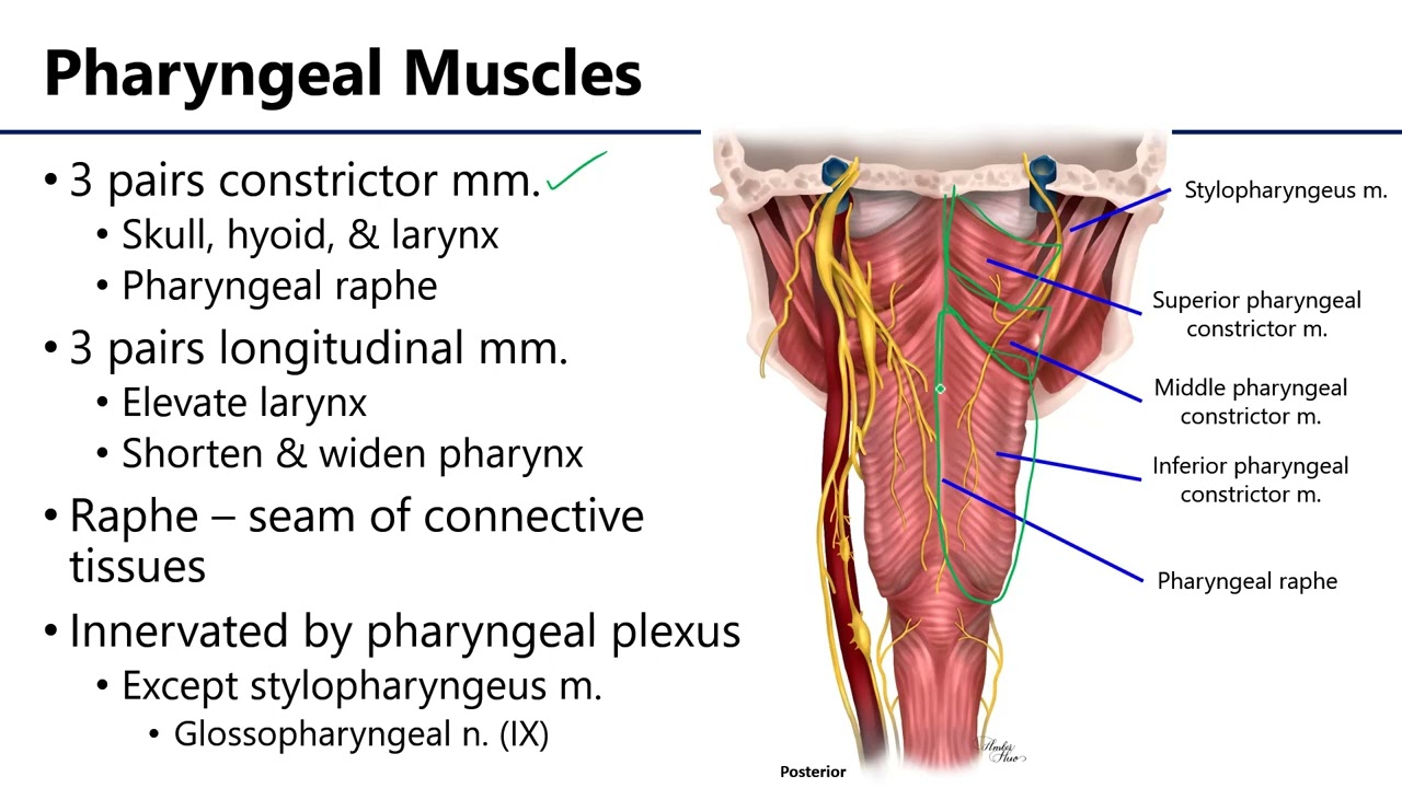 LO9 Pharynx