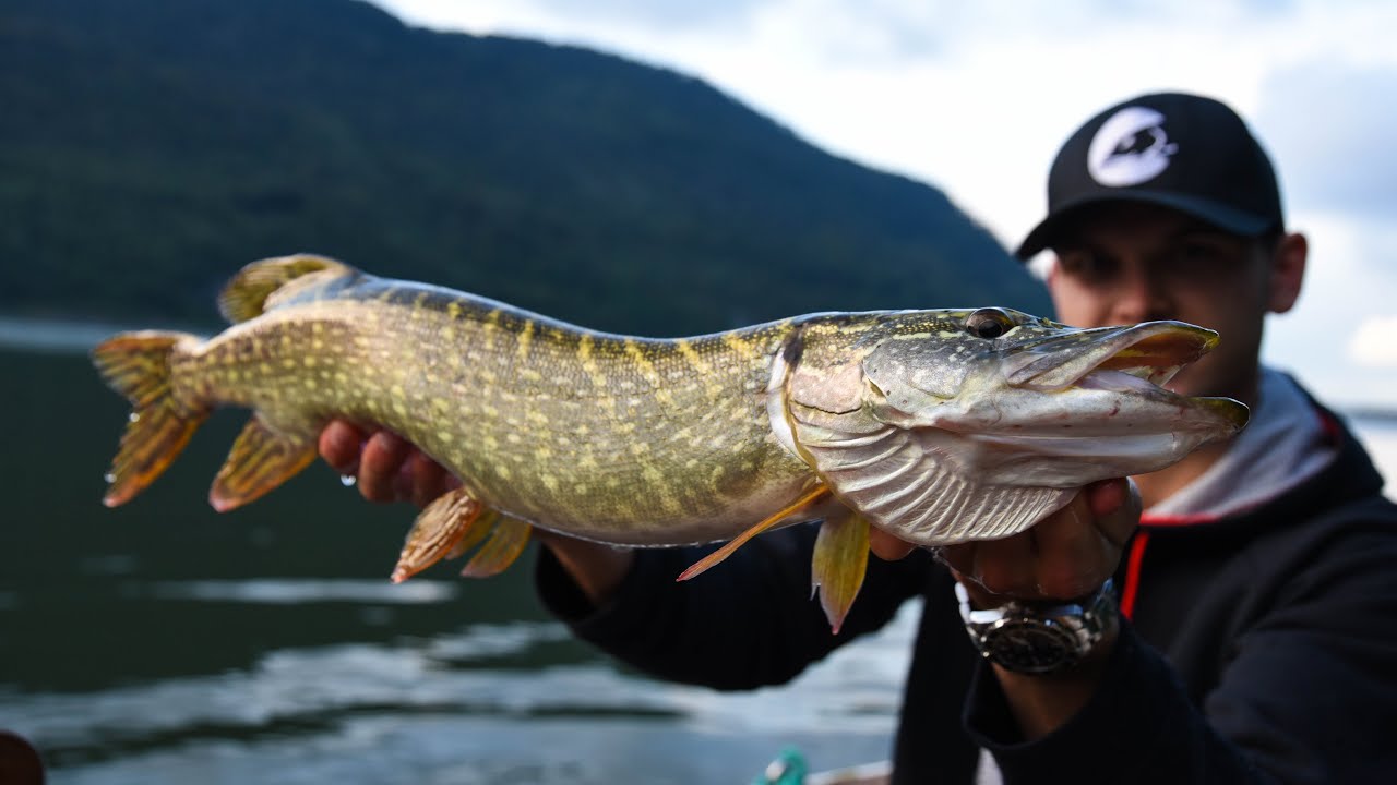 SOMMERZEIT ist RAUBFISCHZEIT / 4K / Swiss Fishing Team