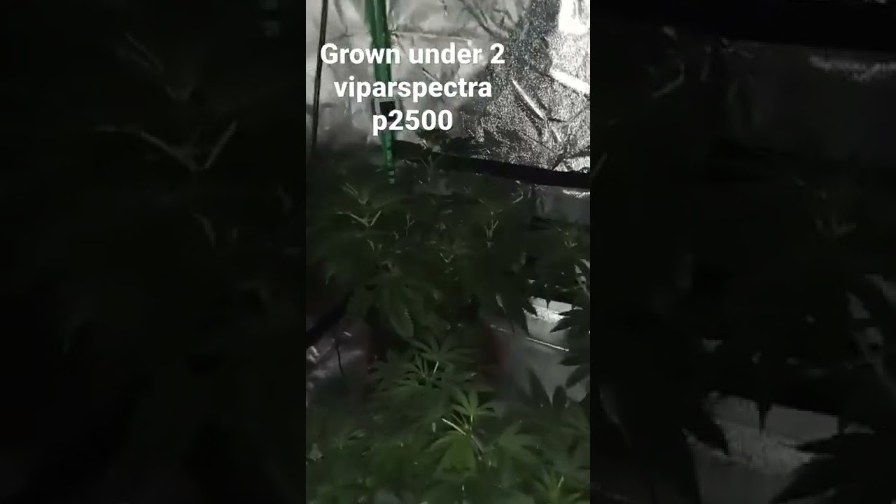 2 viparspectra p2500 in 4x4 grow tent