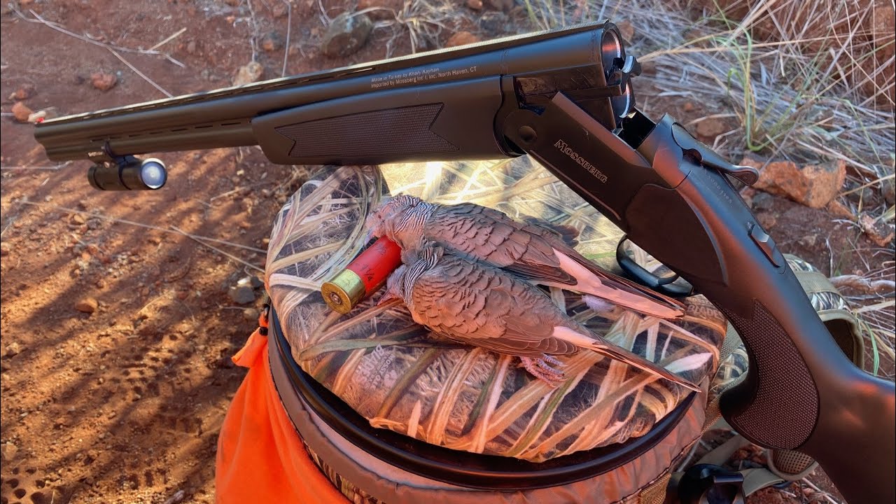 Dove Hunting 2022 - ShotKam - Mossberg International Silver Reserve Eventide 12 Gauge