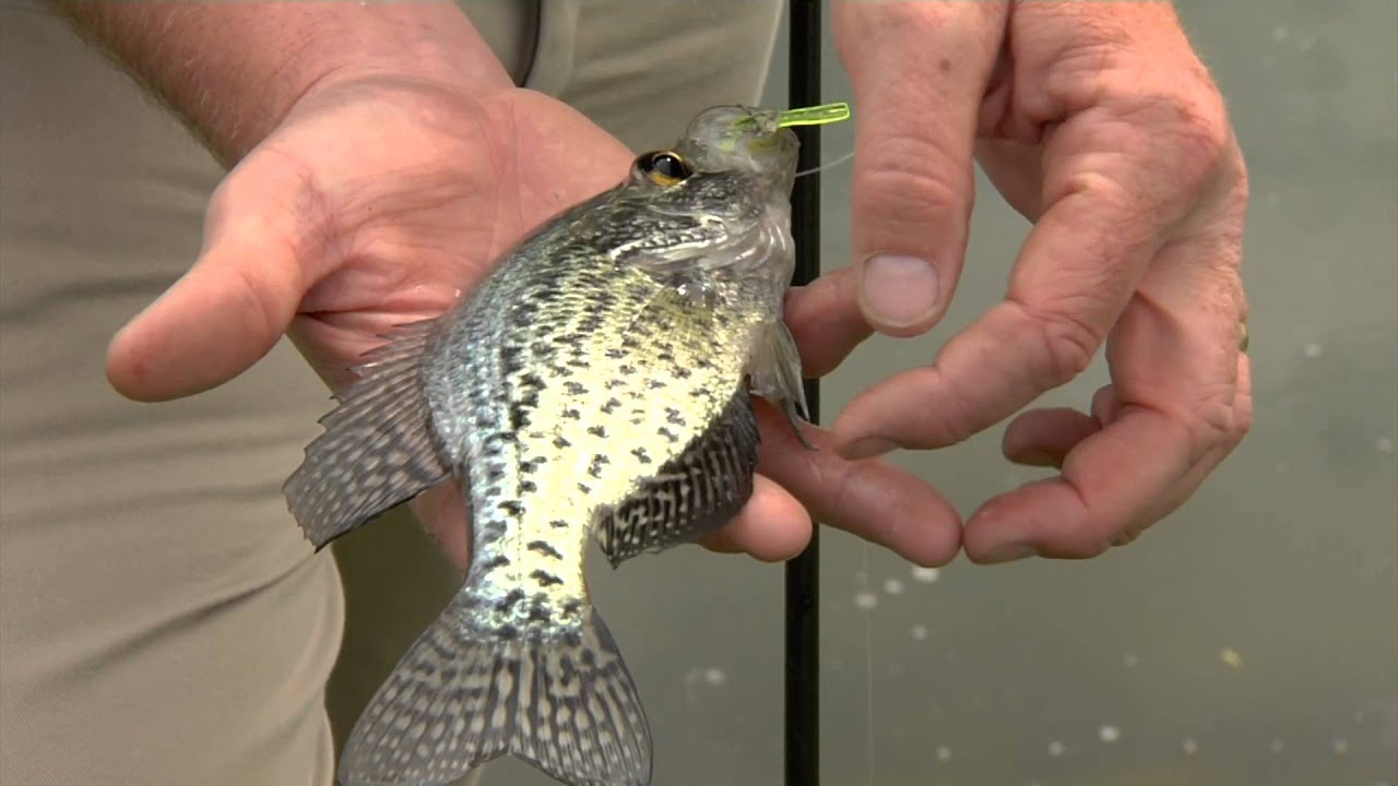 Fishing Basics: Handling Fish