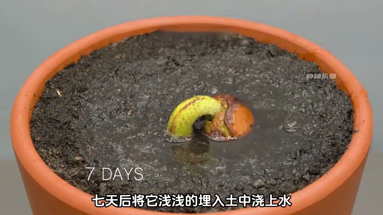 把芒果和榴莲的果核分别种土里会怎么样？ 