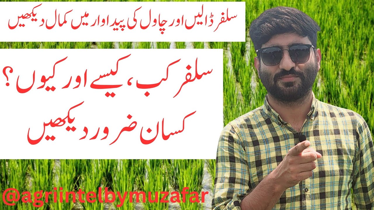 Sulphur is a Game-Changer|Sulphur use in Agricultural crops| role of Sulphur|Formulation of Sulphur 