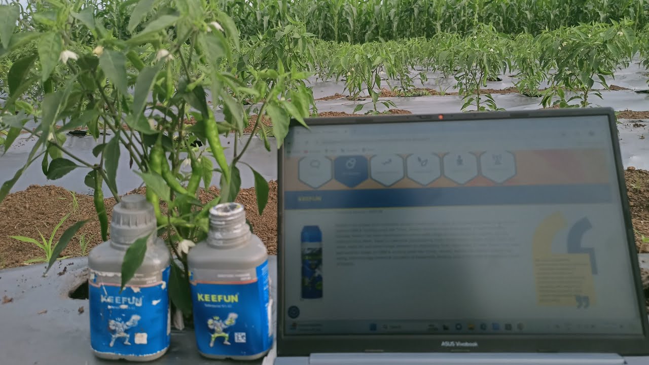 KEEFUN insecticide work