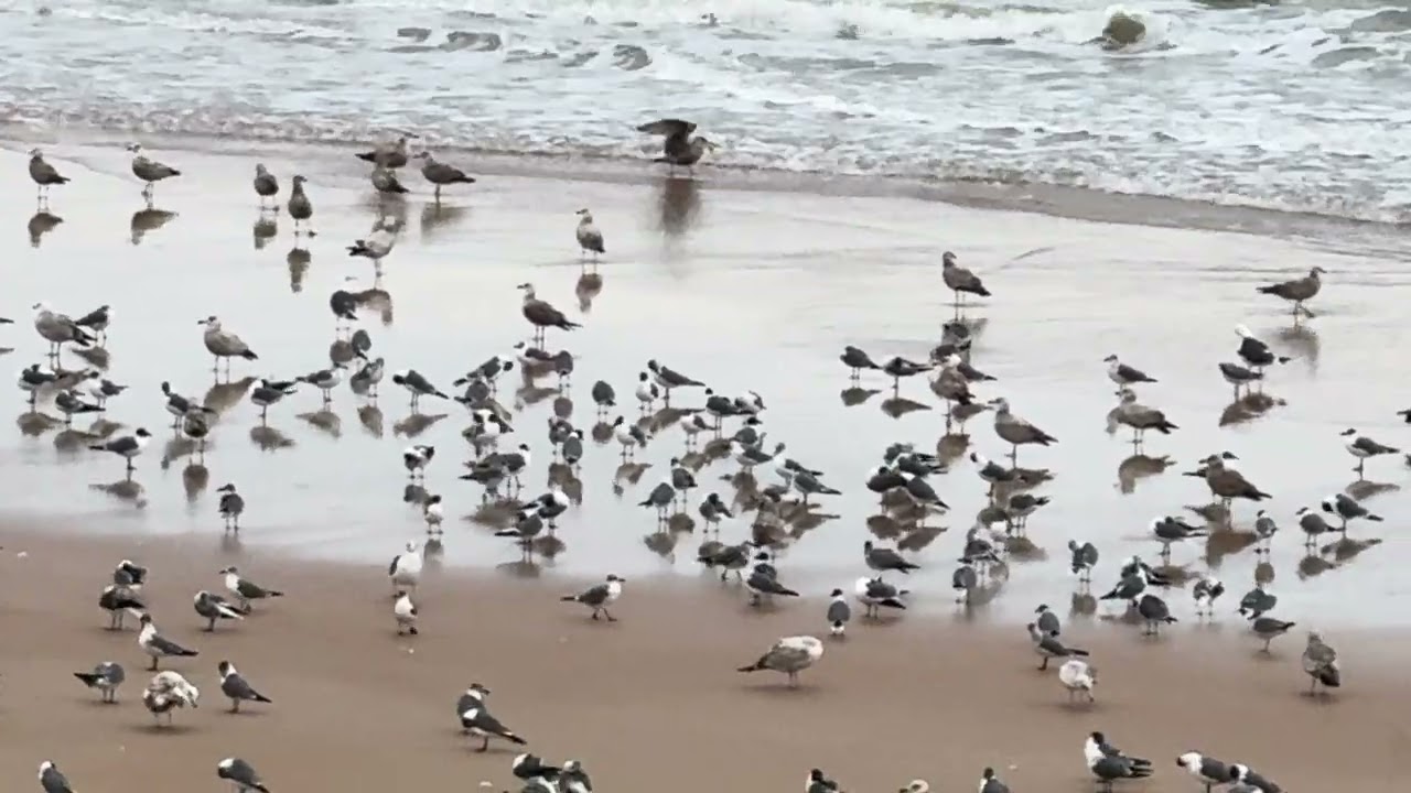 🦅”BIRDMANN OF FLORIDA & GEORGIA”🦅 BACKYARD BIRDS SANCTUARY 
