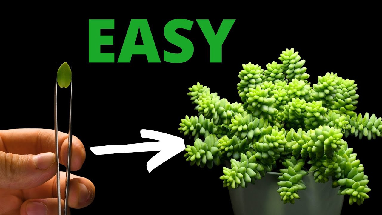 SUCCULENT Are The EASIEST Plants to Propagate - Burro&lsquo;s Tail
