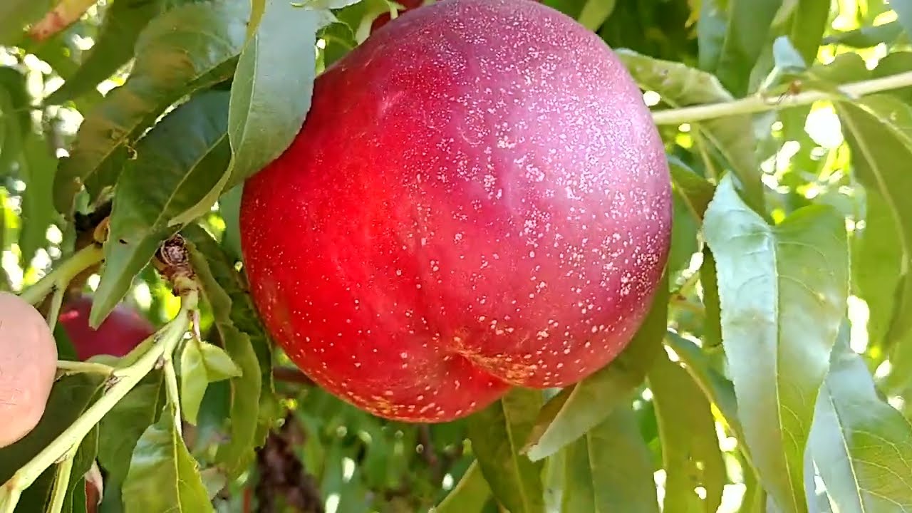 Білом'ясий нектарин Мадам Бланшет. Nectarine Madame Blanсhette. Дуже смачний і крупний сорт