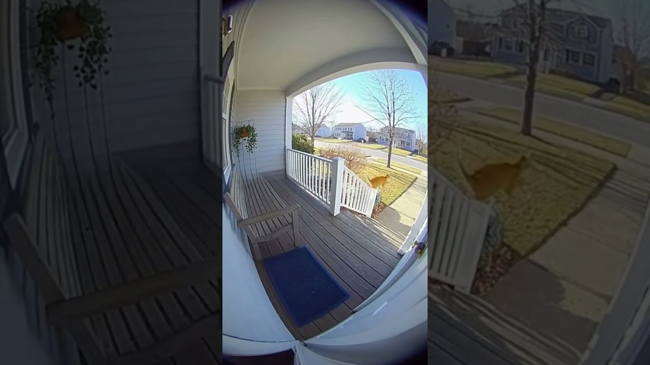 Orange Tabby Nearly Falls From Porch But Acts Innocent 