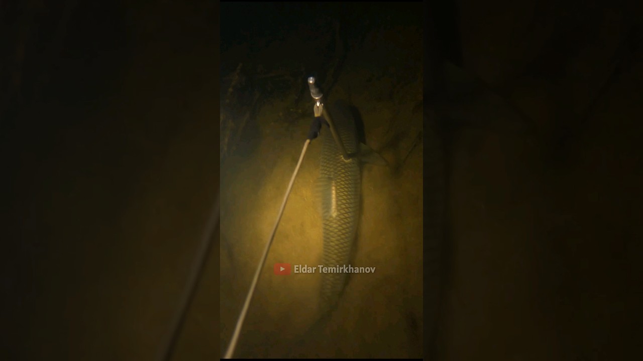Кутум и загадочная рыба! Аномальная река в Дагестане! Подводная охота | Spearfishing