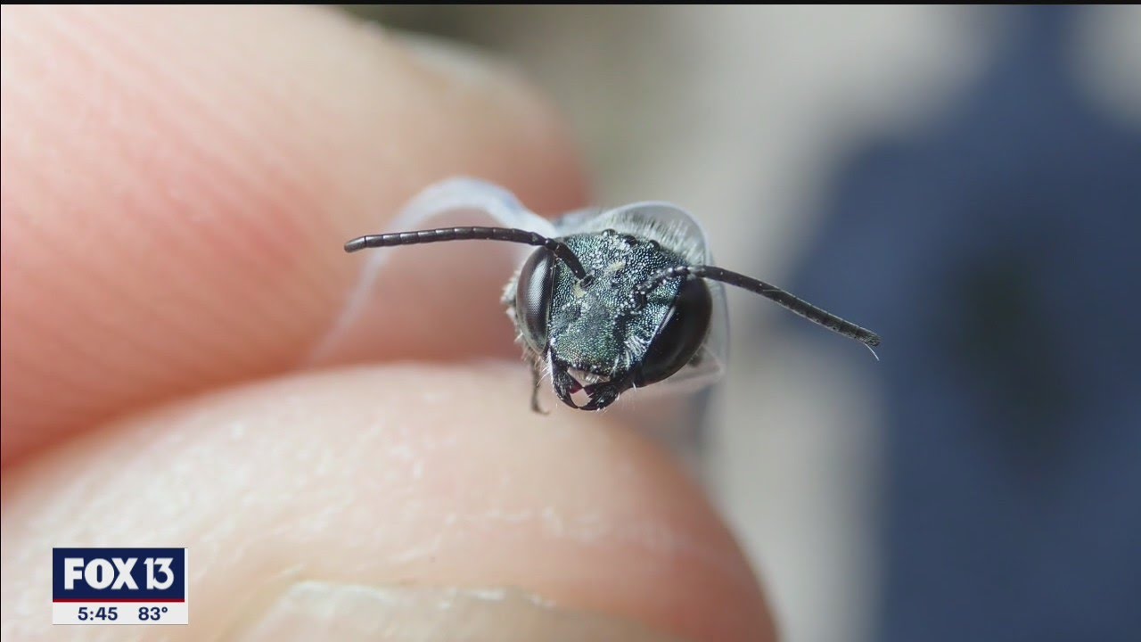 Rare blue bee rediscovered in Florida