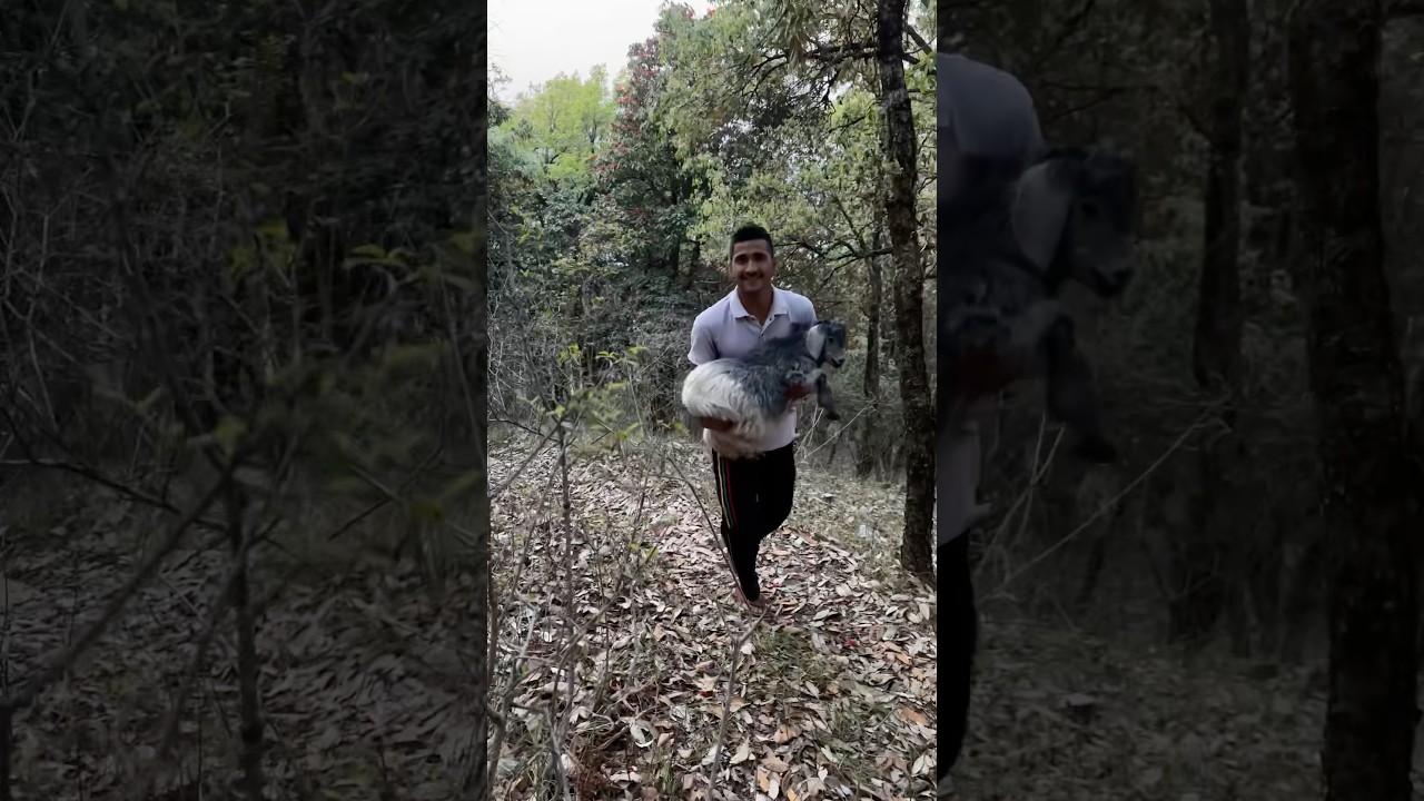 Jungle trip #minivlog #rahulrawatvlog #pahadilifestyle #shorts