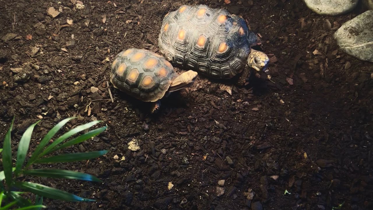 Cambios en terrarios para tortugas Patas rojas, Rusas, Dragón y Mojinas.