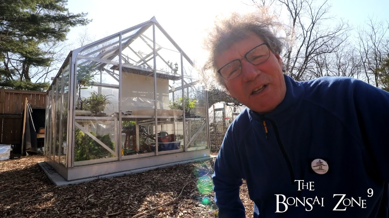Work on a New Ash Tree, The Bonsai Zone, April 2022