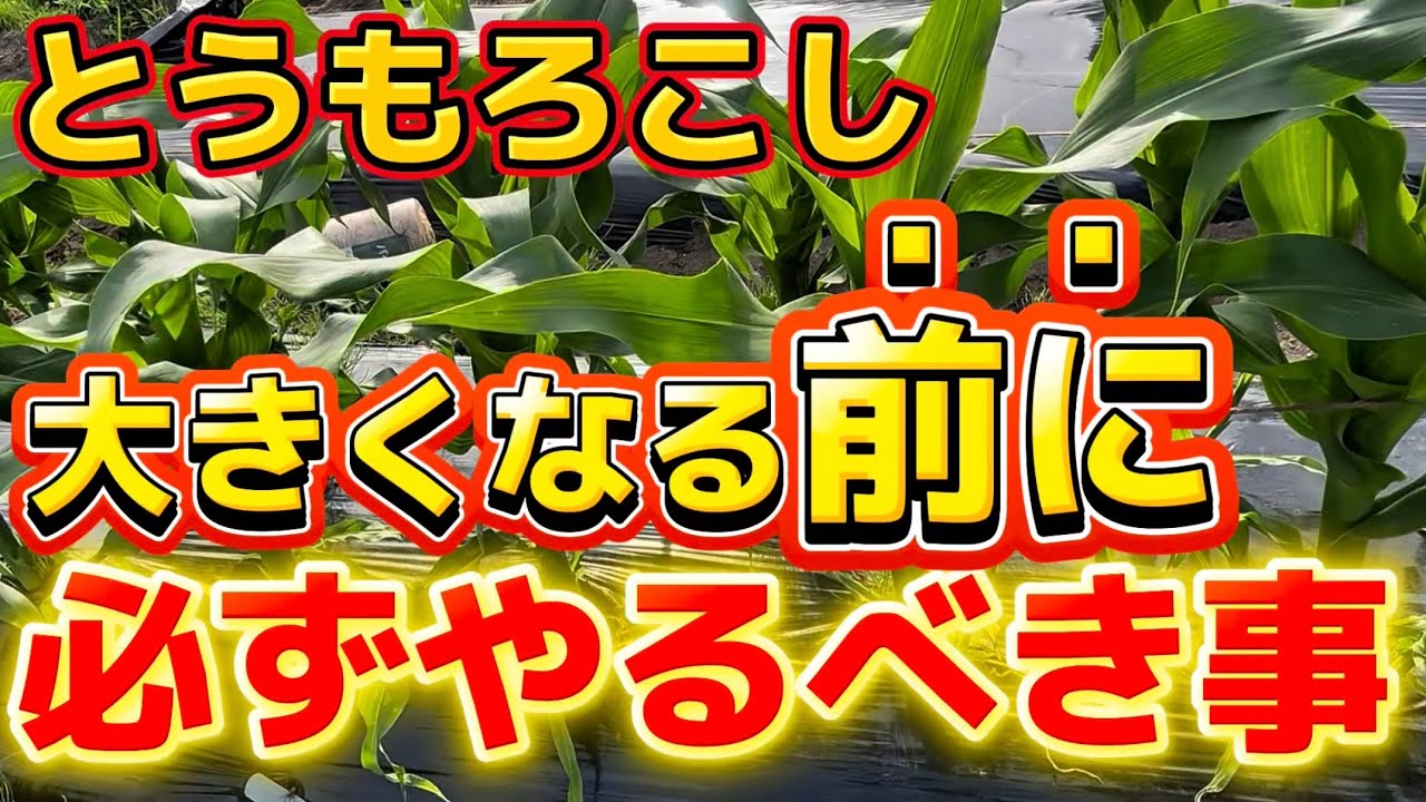 【とうもろこし】大きくなる前に必ずコレやって下さい！コレが枯れないようにするコツです。