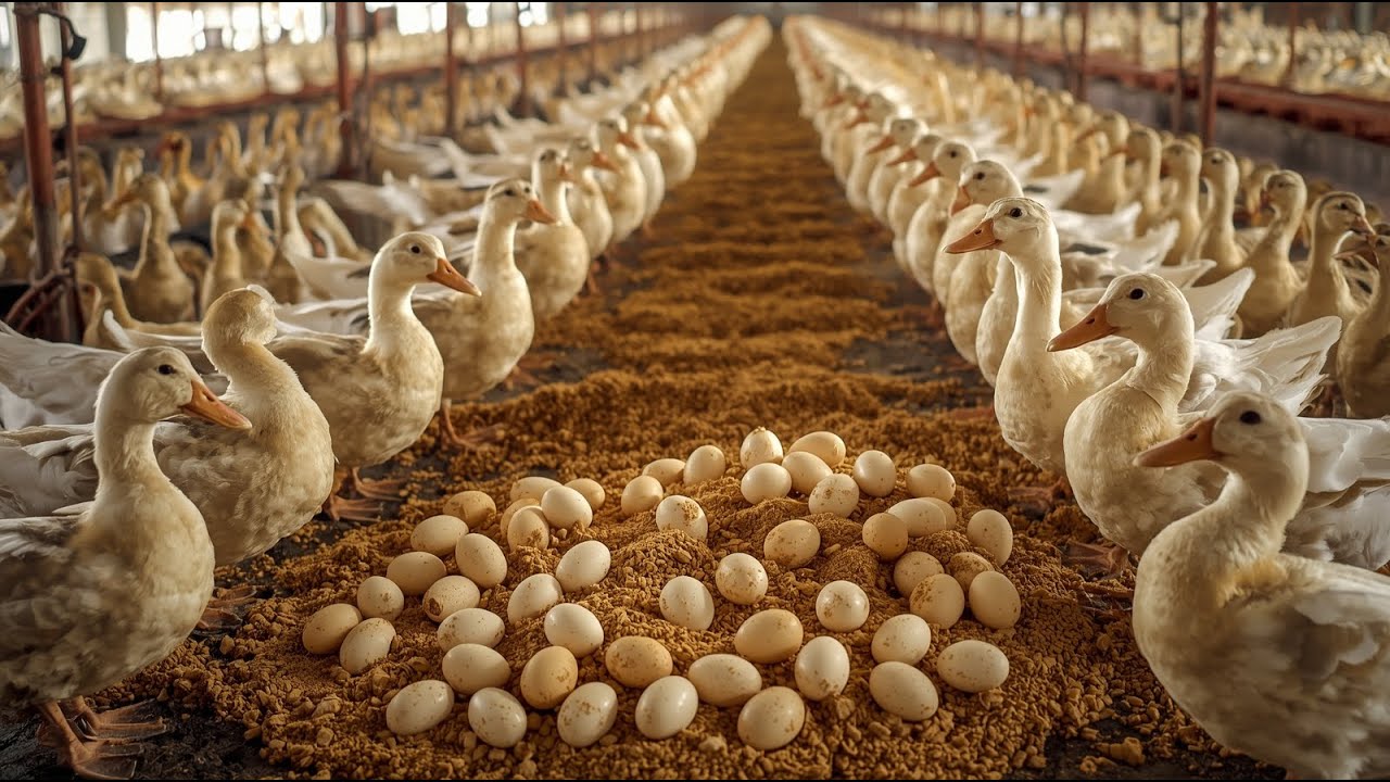 How to Raise Ducks: Complete Feeding & Daily Care Guide for New Duck Farmers