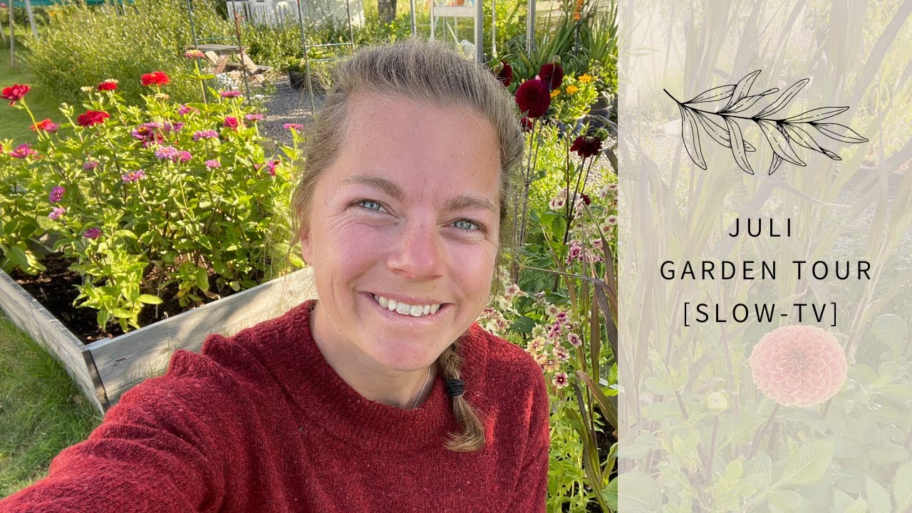 NU BLOMMAR DET!! Massor av Zinna & Dahlia [Juli Garden Tour]