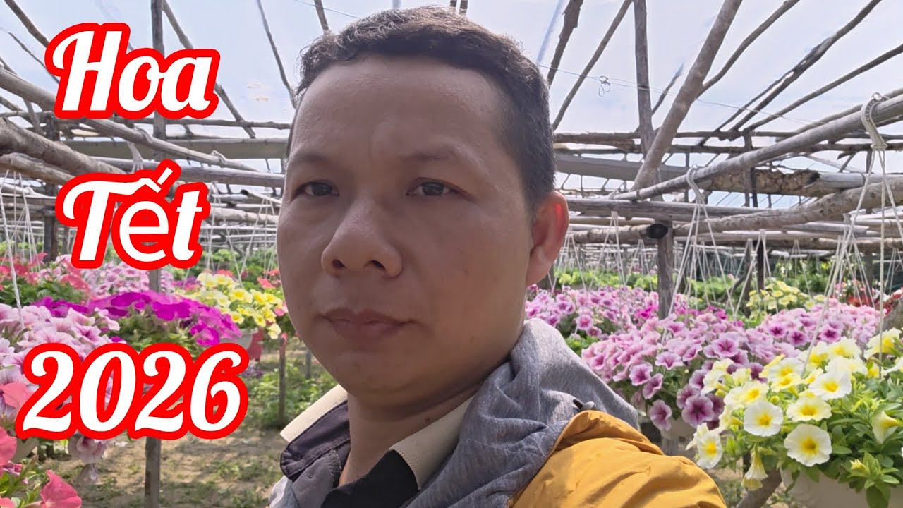Hoa Tết 2026. Làng Hoa Tết Tuy Hòa Phú Yên Nhà Vườn Ế Ẩm Hok Có Thương Lái Mua