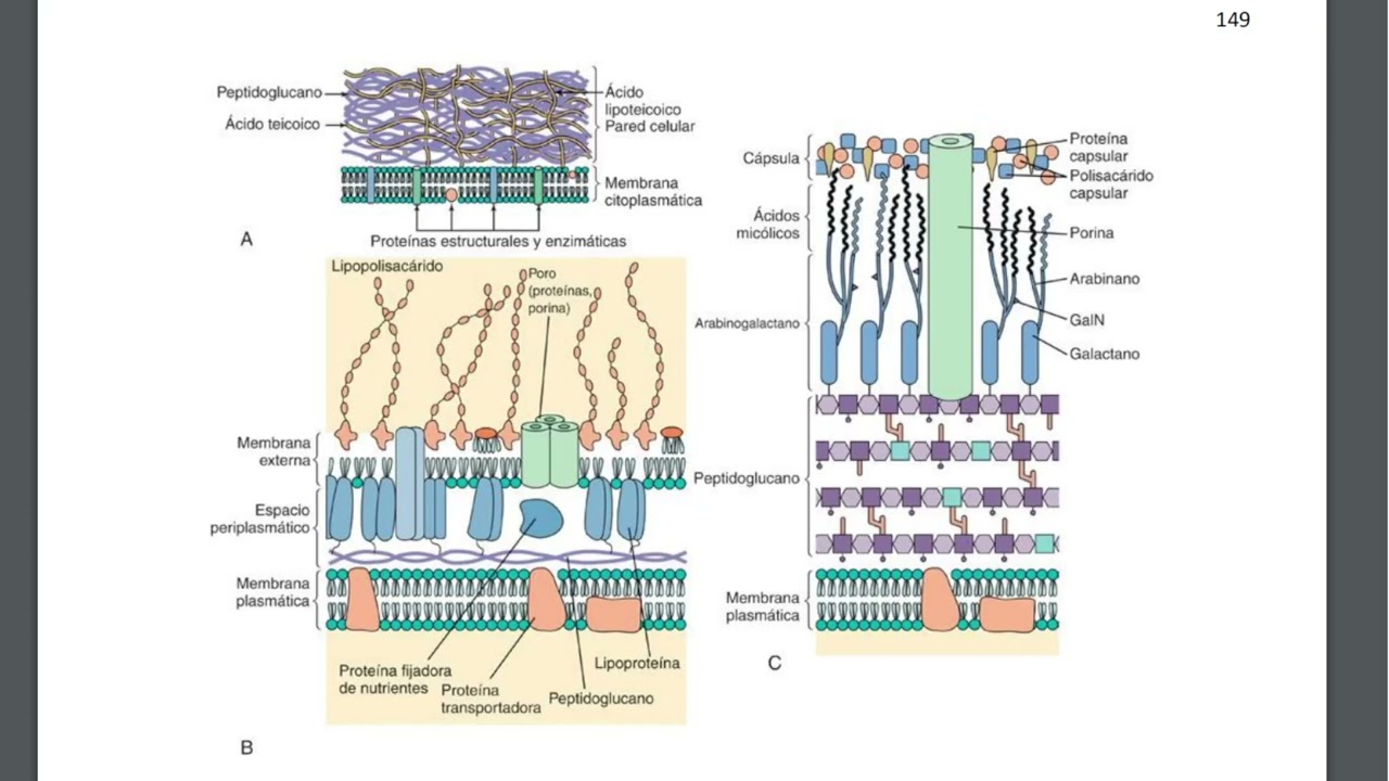 Bacteriología Parte 3
