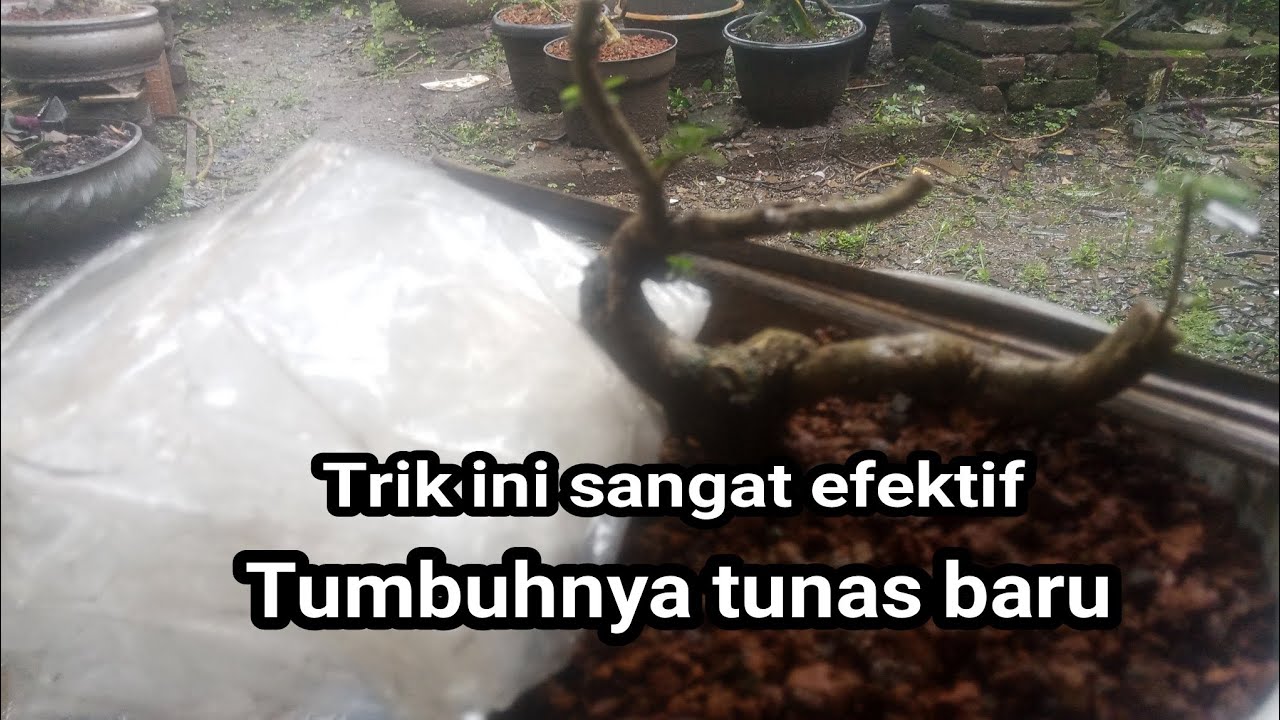 Trik agar cepat tumbuhnya tunas baru 
