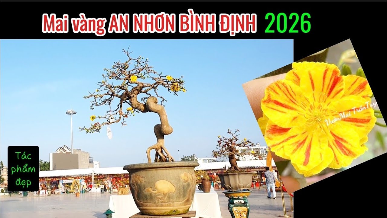Mai vàng An Nhơn Bình Định - Gia Lai | Tác phẩm mai vàng làm theo phong cách  hiện đại đã xuất hiện.