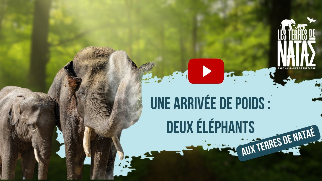 Une arrivée de poids : deux éléphants aux Terres de Nataé