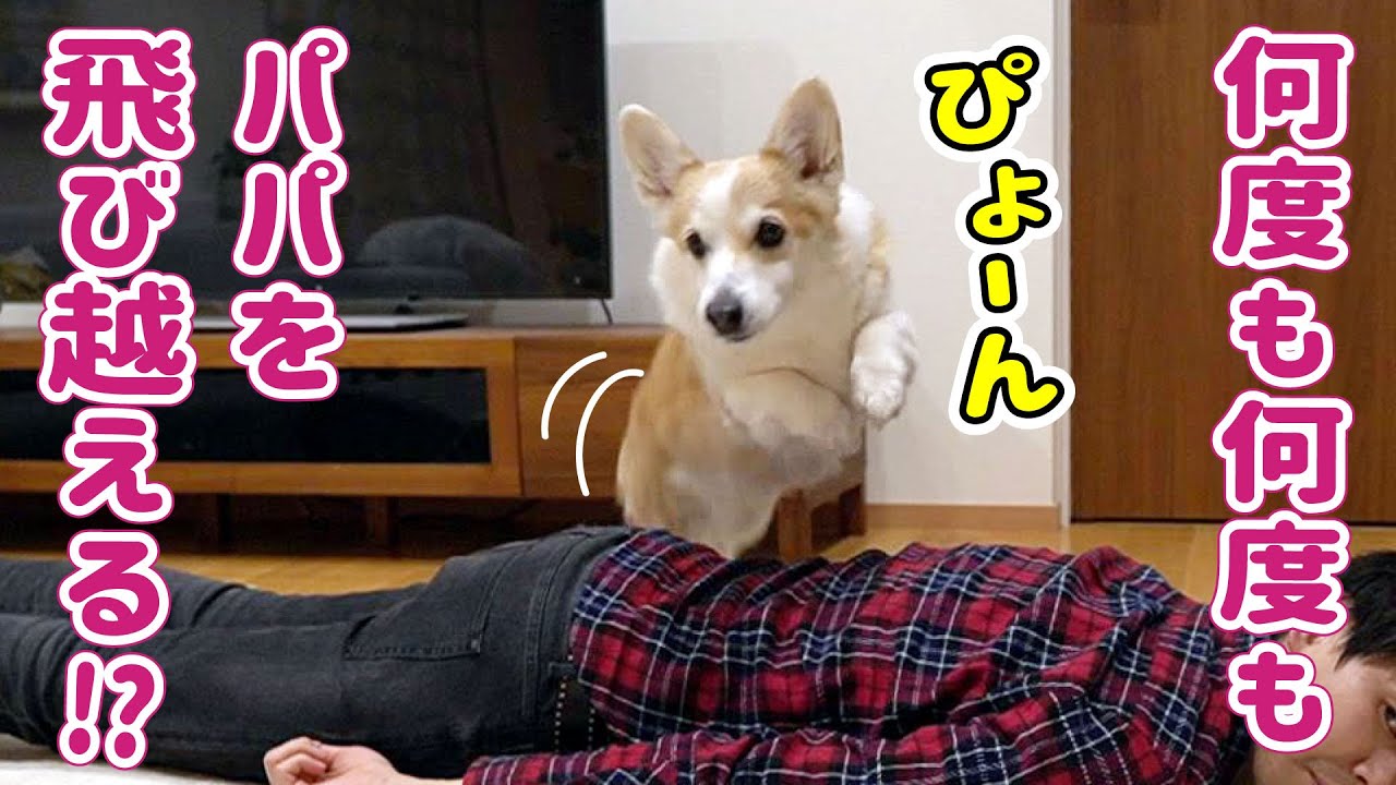 パパの上を華麗にジャーンプするコーギーがかっこいい！！