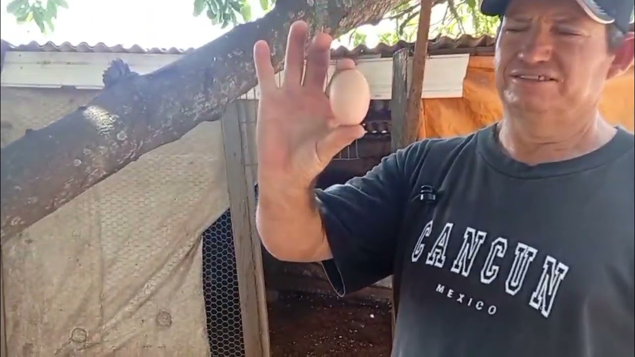 Compra para os animais 🐔🐔novas galinhas Botando Ovo e limpeza do quintal 
