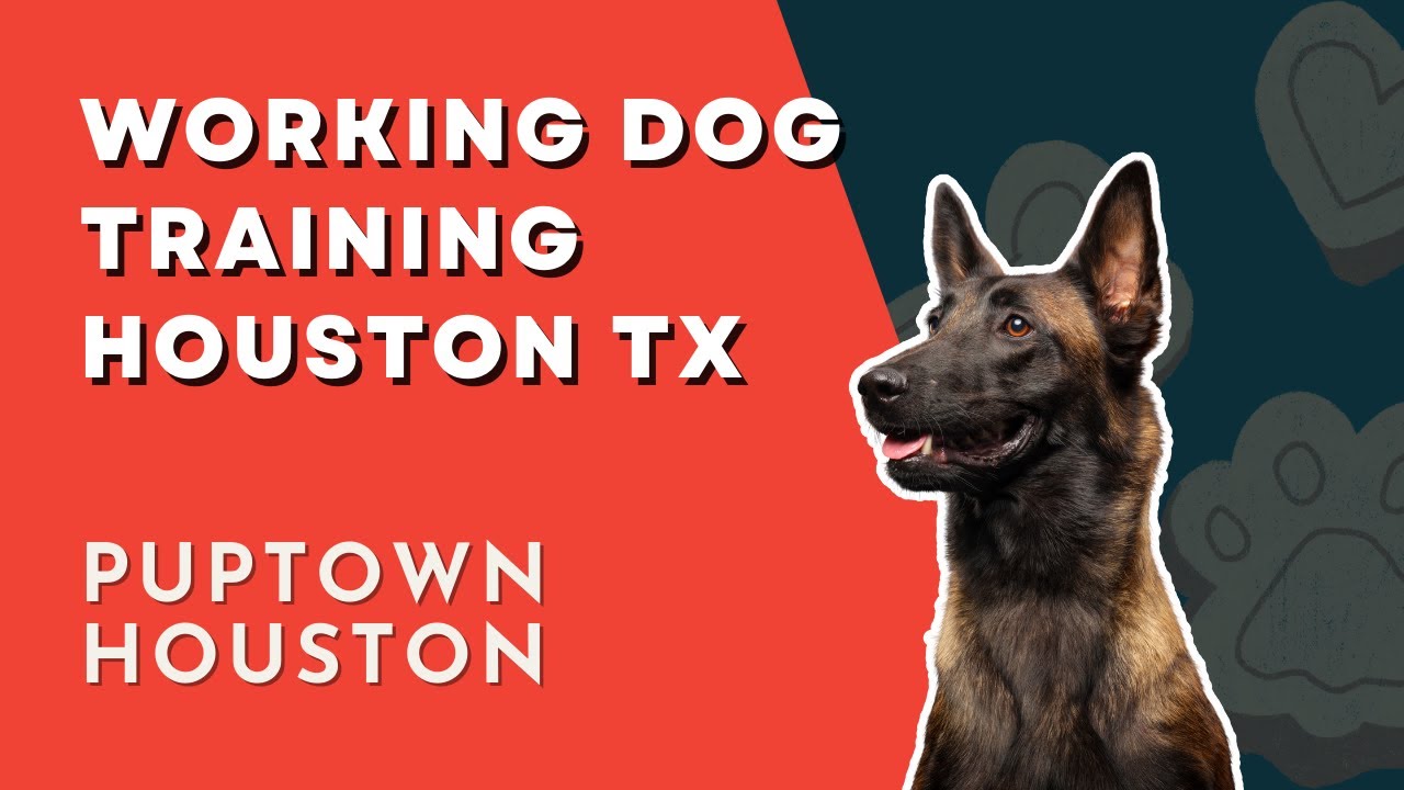 WORKING DOG TRAINING HOUSTON TX with a Belgian Malinois | #workingdogtraining