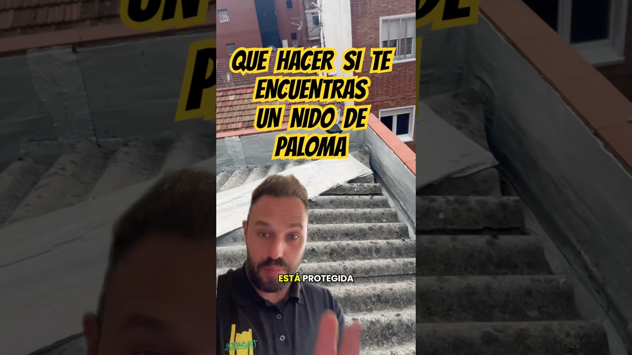 Qu&eacute; hacer si te encuentras un nido de #paloma en tu #tejado