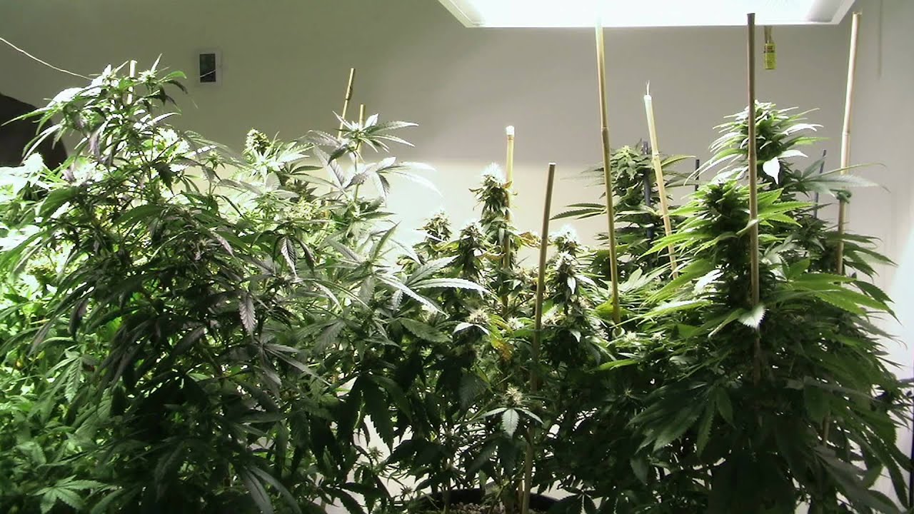 Medical Marijuana Minutes