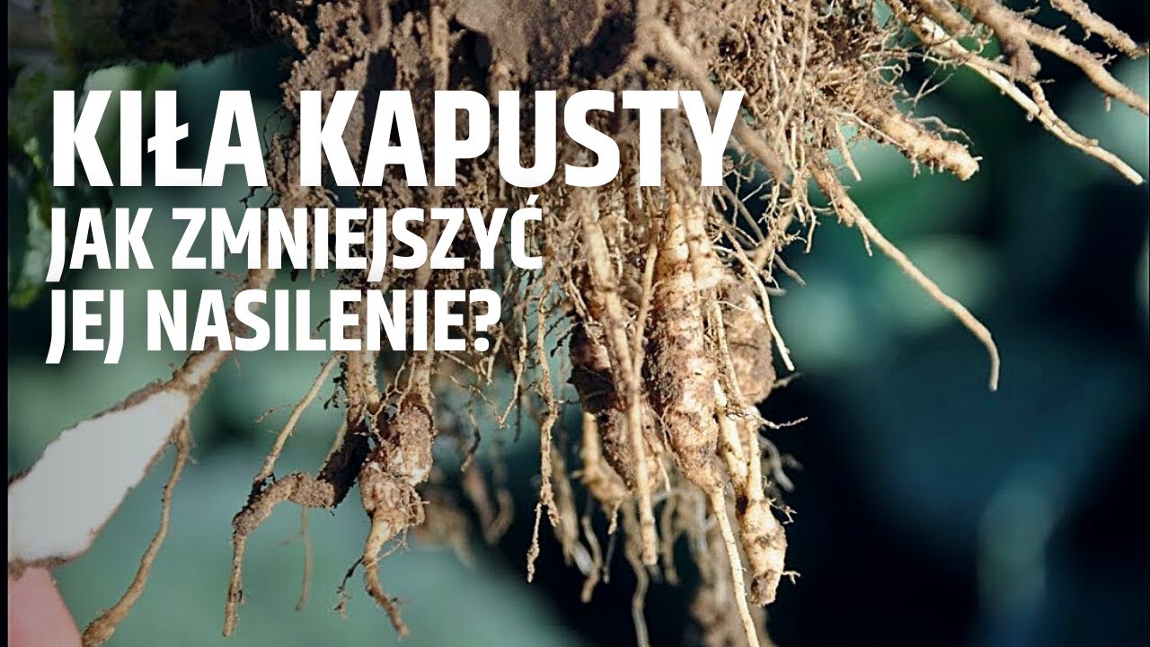 Kiła kapusty - jak zmniejszyć jej nasilenie?