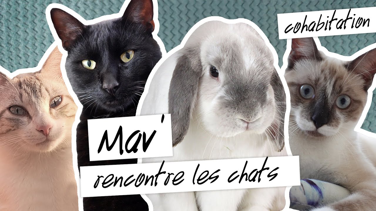 Mon lapin rencontre nos chats - Cohabitation