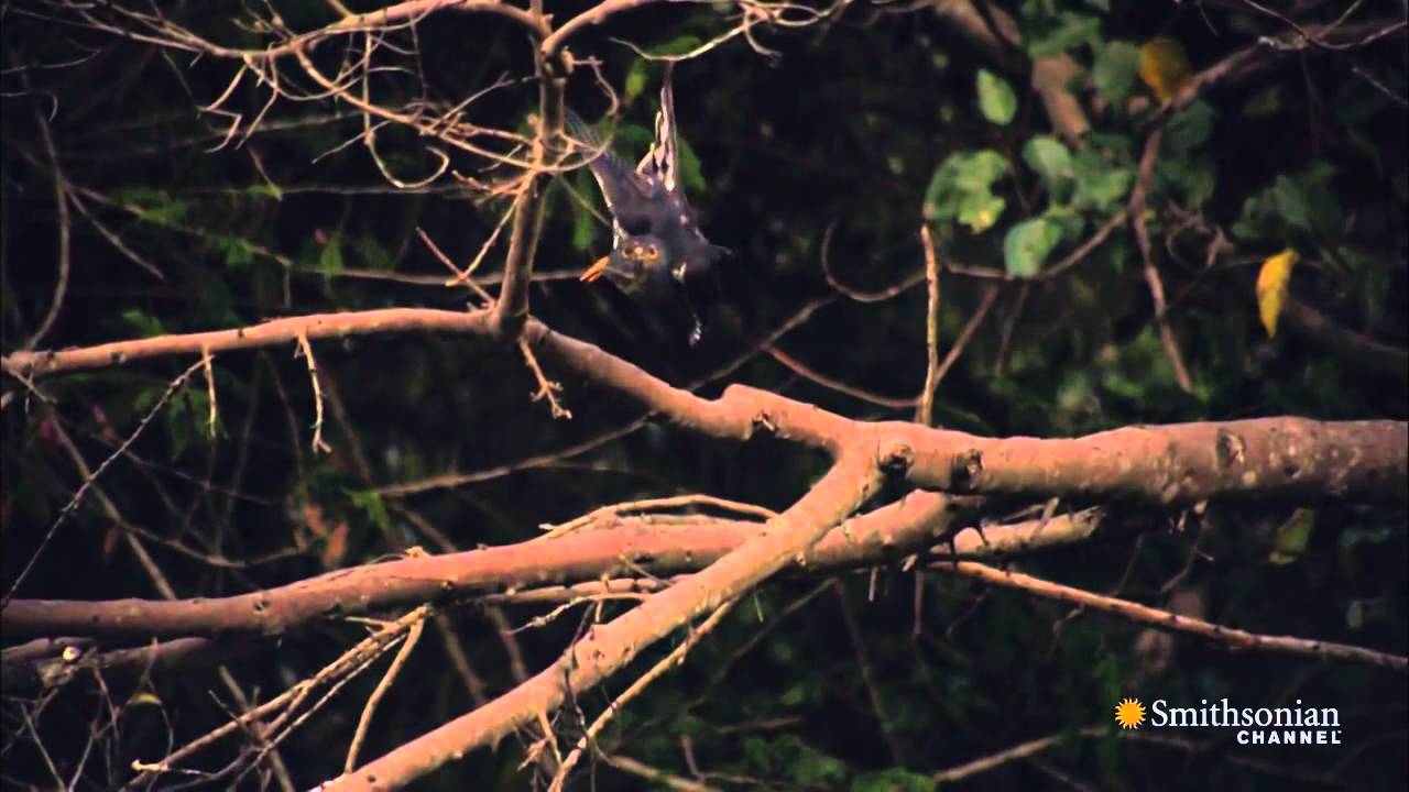 Perfect streamline Eagle ..