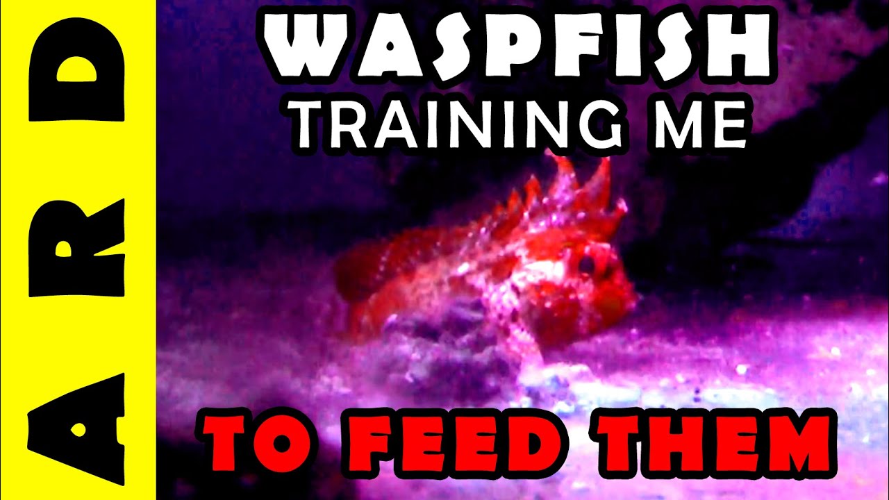 Waspfish are training me to feed them
