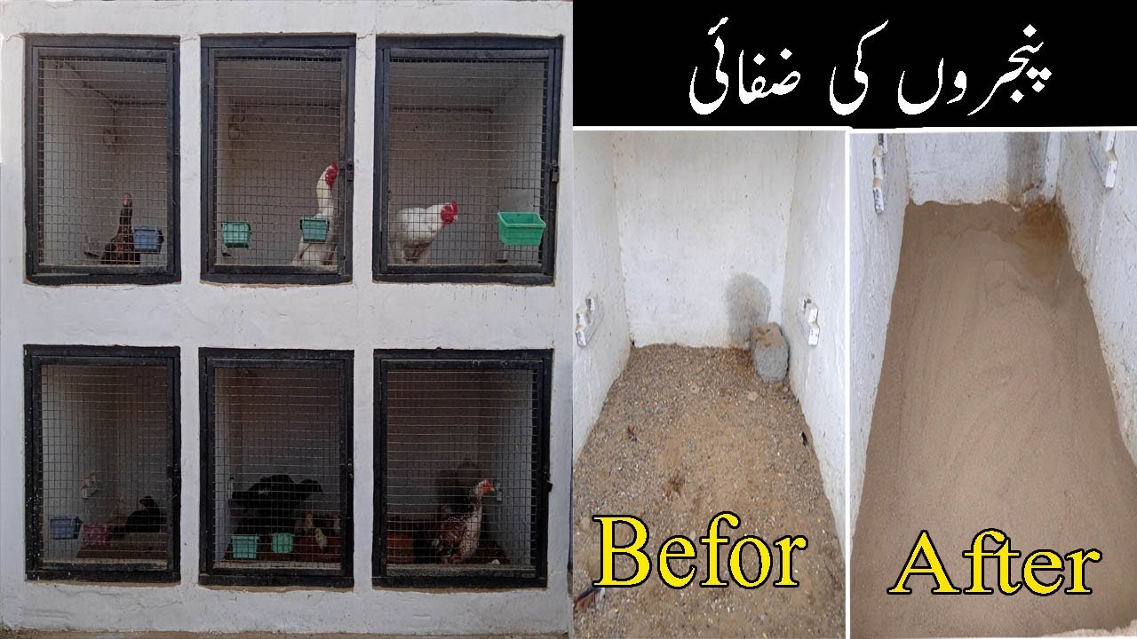 Birds Cage Cleaning | Cages ki safai | 23 Feb 2022 | پرندوں کے پنجرے کی صفائی