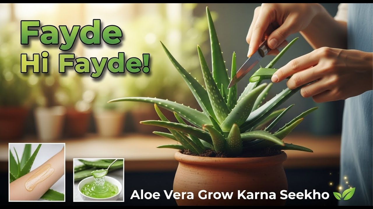 Pani Galat Diya To Aloe Mar Jay ga | Aloe Vera Watering Guide