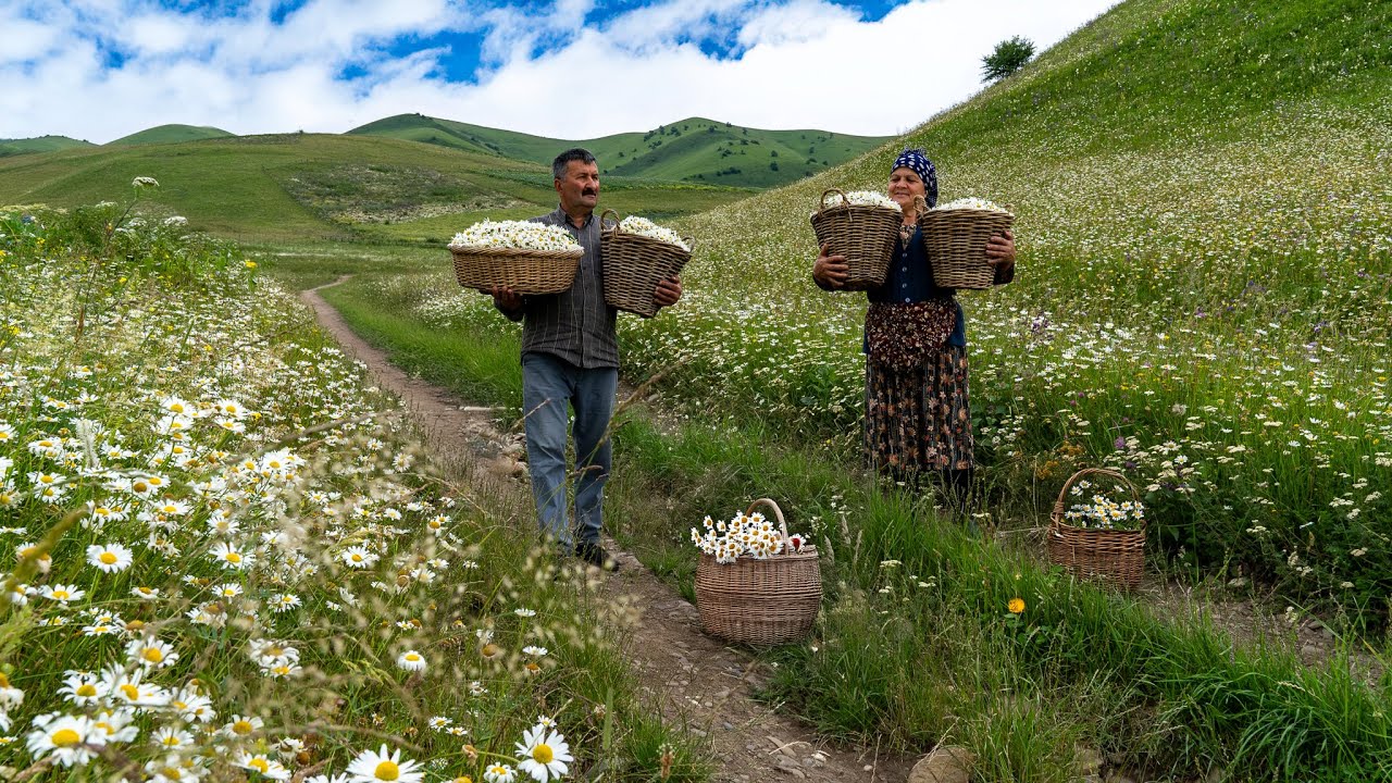 🌼 Горный Урожай: Собираем Ромашку и Варим варенье 🍯