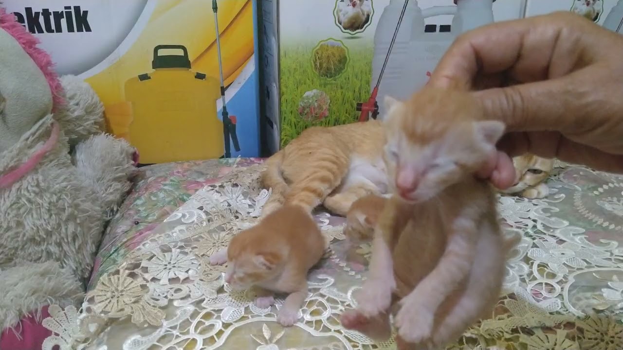 The cute kittens are already 7 days old (Anak kucing berumur 7 hari🐱.#cat #kitten #cute#funny #fyp 