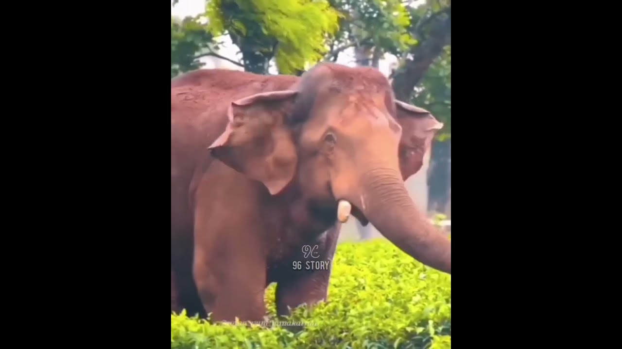 K G F CHAPTER 2 കാടിന്റെ പുത്രന്റെ ചെറുത്തു നിൽപ്പ് 