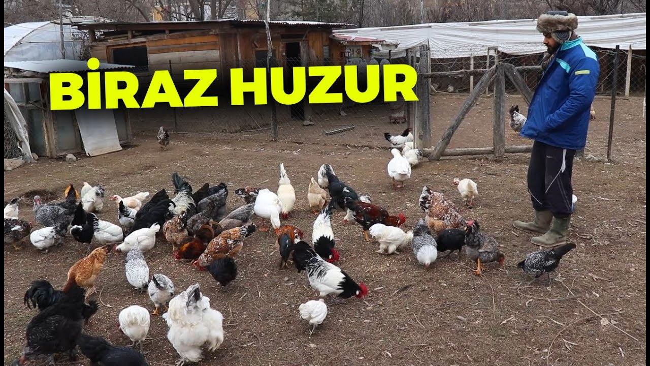 Sadece HUZUR ! Gezen Tavuklarım - Tavşanlar - Kazlar Kümes Açma - Köy Vlog - Çiftlik İşleri